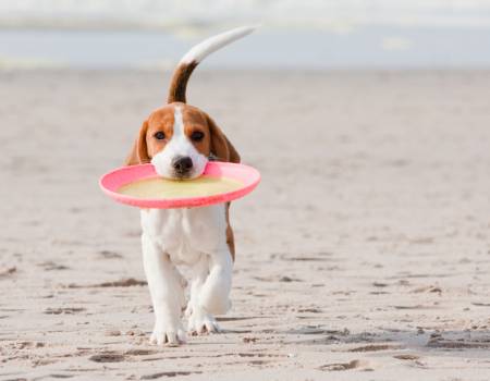 Sanibel Island Pet-Friendly Rentals