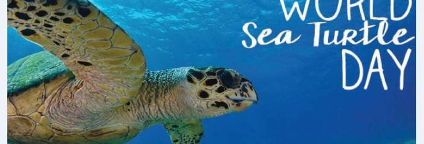 Sea Turtle 