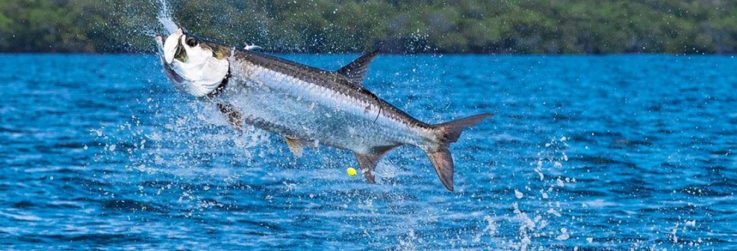 Tarpon jumping