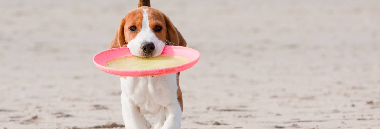 Sanibel Island Pet Friendly Rentals