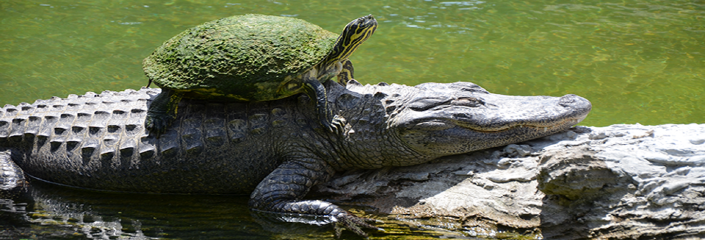 Turtle on the back of an alligator