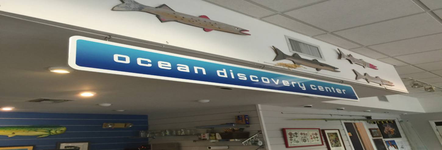 Sanibel Ocean Discovery