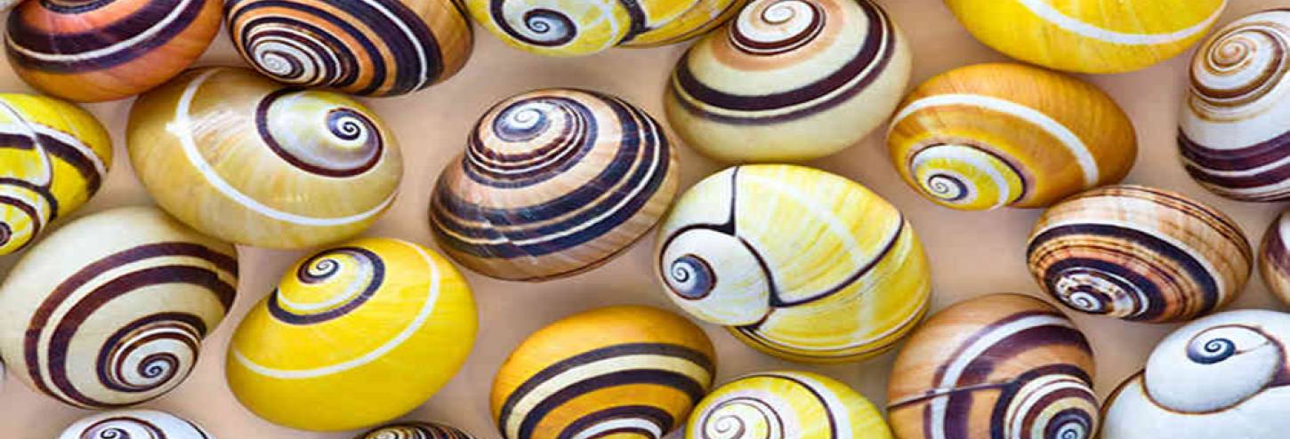 Shell Museum Sanibel Island