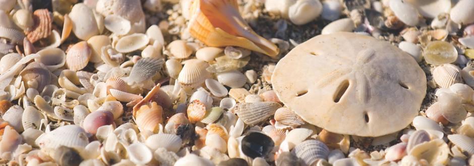 Sand Dollar among many small shells