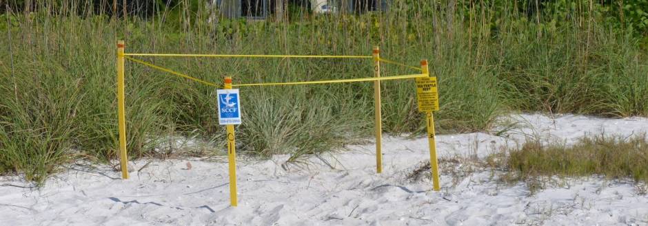 Sanibel Sea Turtle Nest