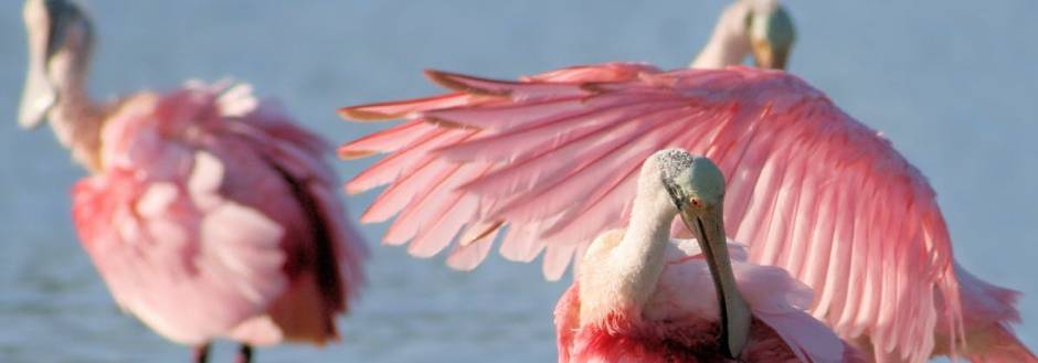 Sanibel's Rosette Spoonbill