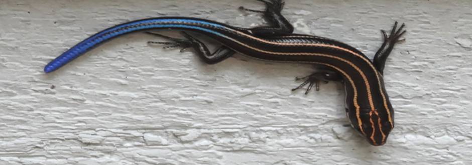 Sanibel Skink