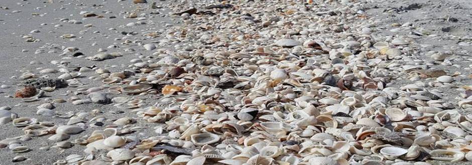 Sanibel Shells