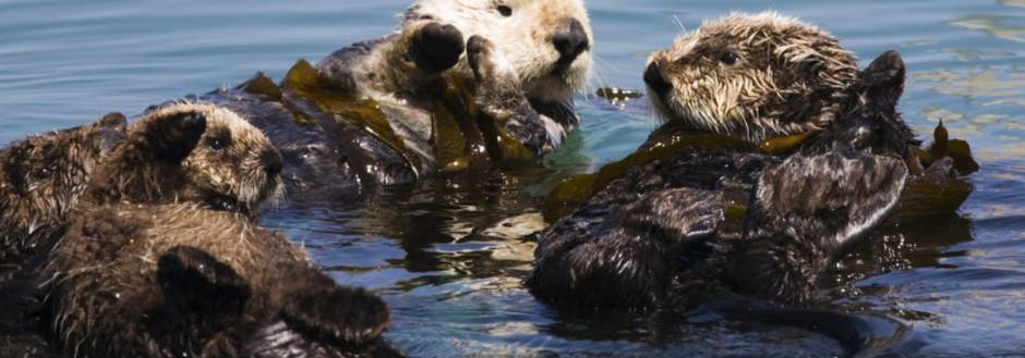 Sanibel Otters