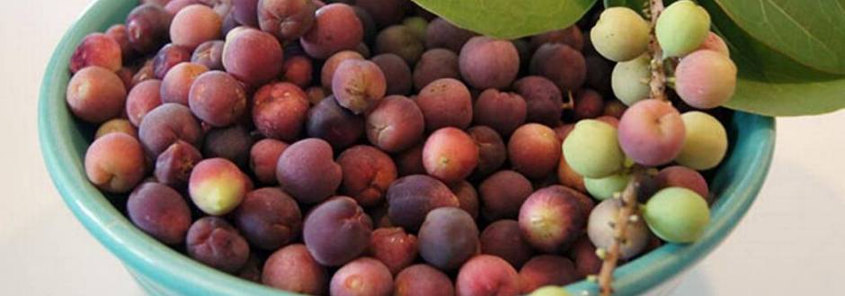 Bowl of Sea Grapes