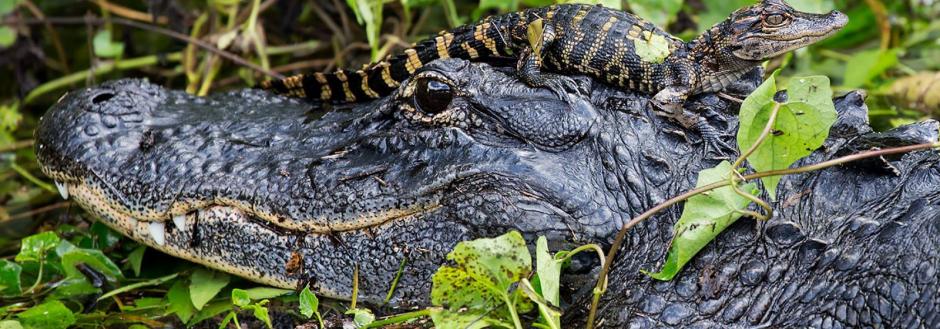 Alligator Head with baby alligator sitting on top