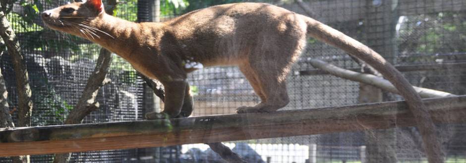 Naples Zoo Fossa