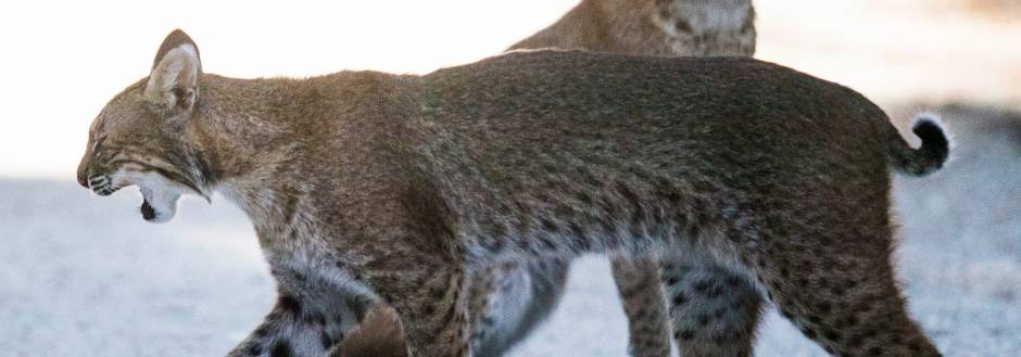 Sanibel Bob Cat family