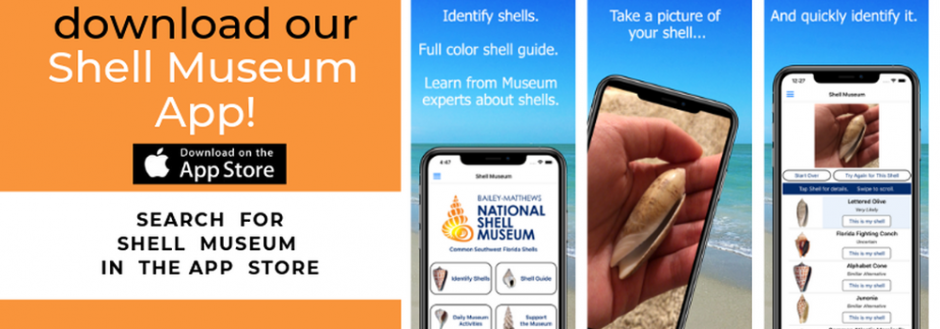 Baileys Mathews National Shell Museum App