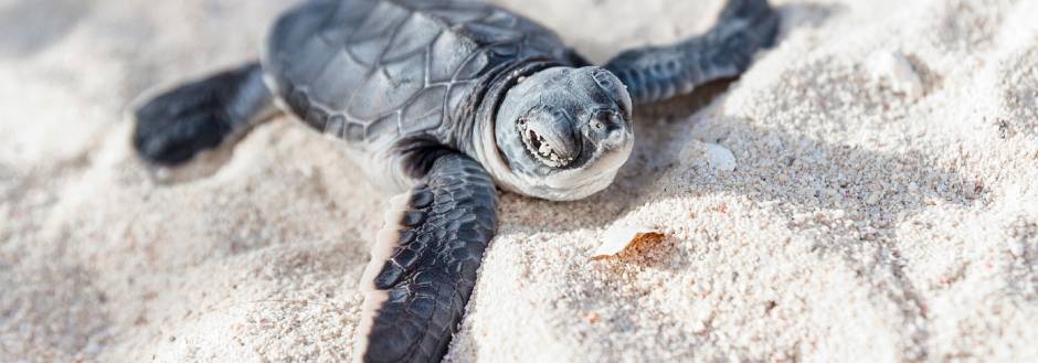 Sanibel Island Sea Turtle