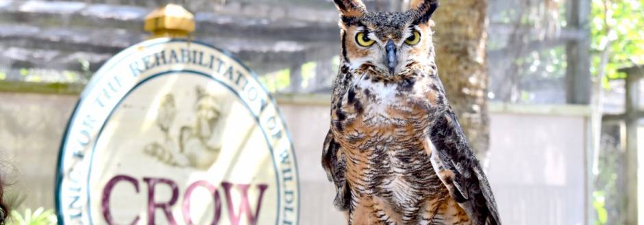 Mina great horned owl