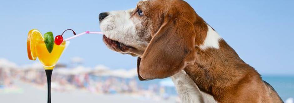 Dog sipping cocktail out of a straw