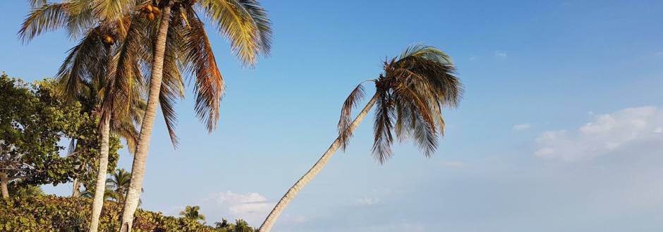 Sanibel Palm trees 