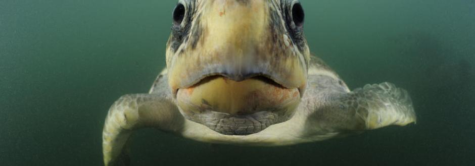 Sea Turtle face under water