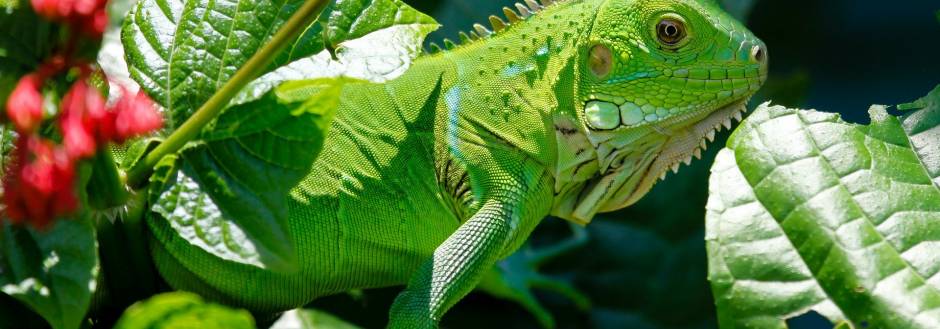 Sanibel Island Iguana