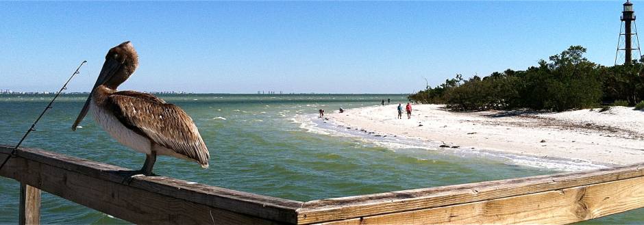 Pelican at Sanibel Beach Fishing Pier