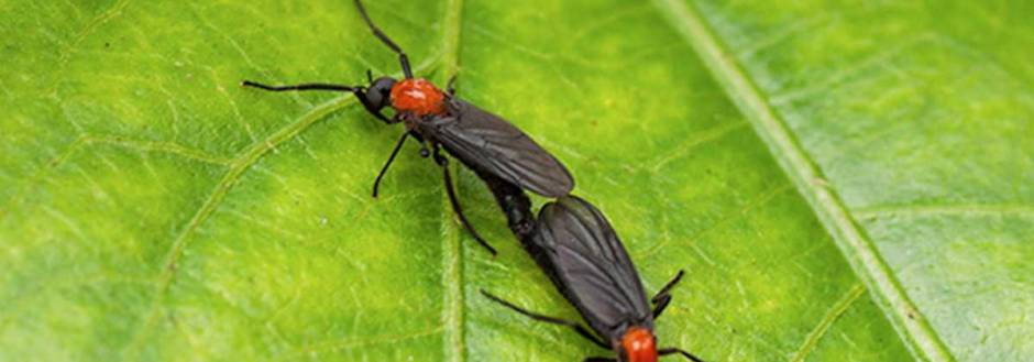 love bugs on a leaf