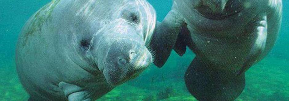 Sanibel Manatee 