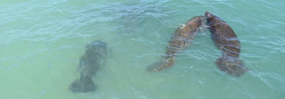 Manatees