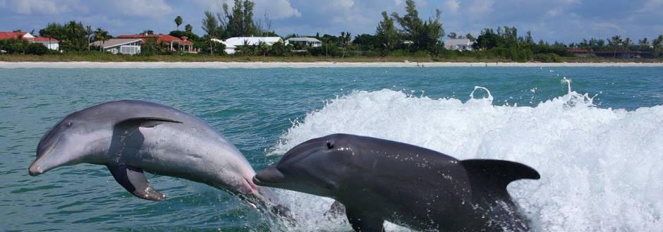 Dolphins playing in boat wake