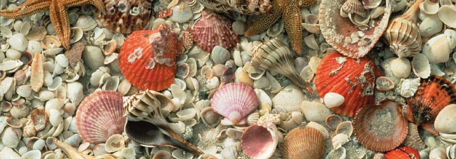 Sanibel Shells