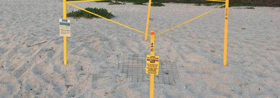 Sanibel Sea Turtle Nest