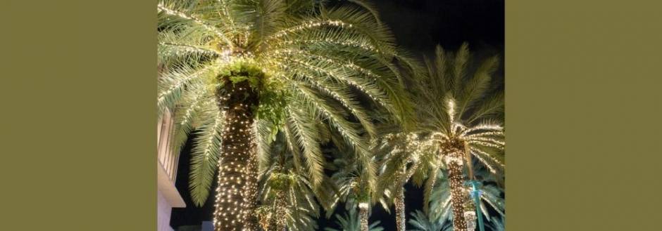 Palm trees with holiday lights