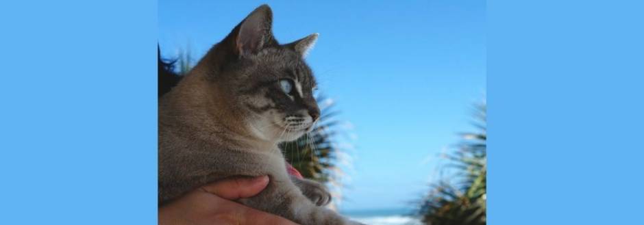 Cat near beach