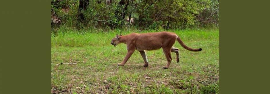 Florida Panther