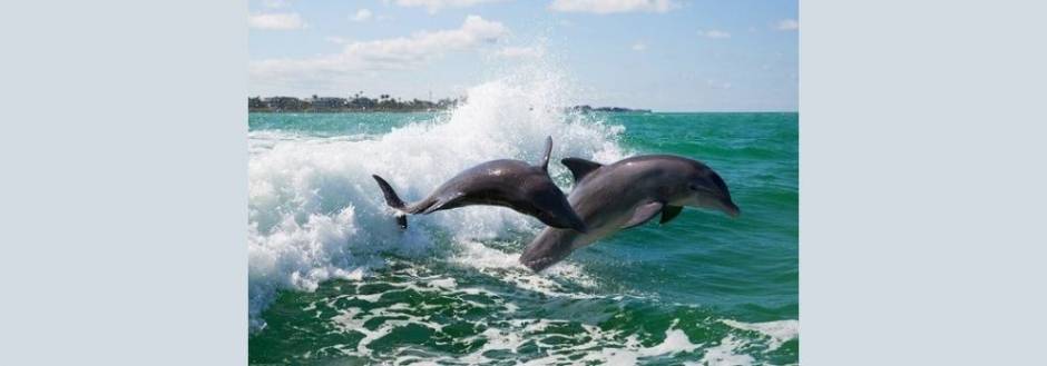 Dolphins on the Triller boat ride