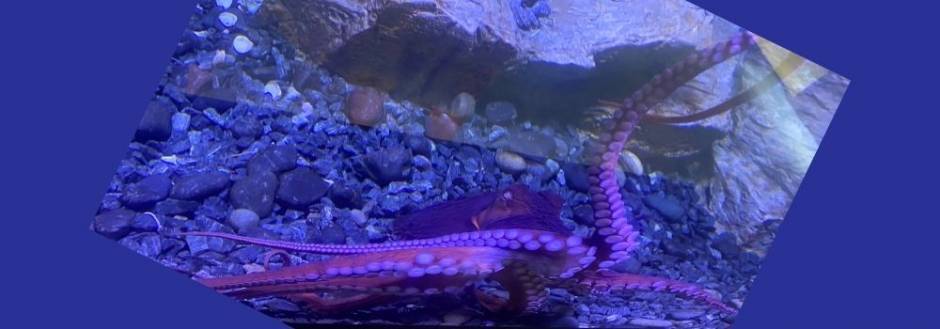 Shell Museum Octopus 