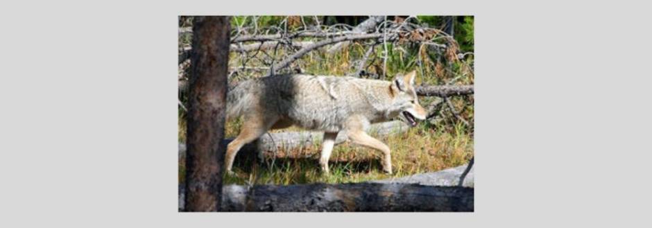 Coyote on Sanibel 