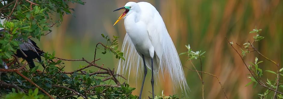 White Egret