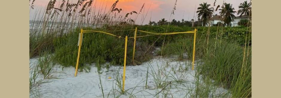 Sea turtle nest at sunrise