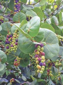 Sea Grapes hanging from the tree