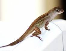 Sanibel Gecko