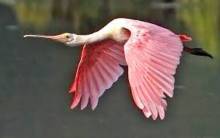 Sanibel's Rosette spoonbill in flight