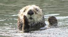 Sanibel Otters