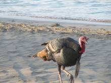 Beach Turkey