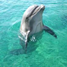 Dancing Dolphin