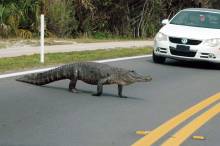 Alligator Crossing Sanibel Captiva Road