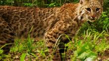 Florida Panther