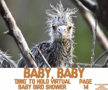 Ding Darling Virtual Baby shower, baby bird