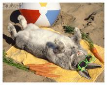 Sunbathing Bunny 