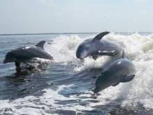 Dolphins playing in boat wake